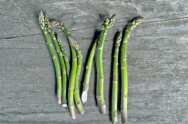 Picture of Asparagus bunch - Local 500g BEST VALUE