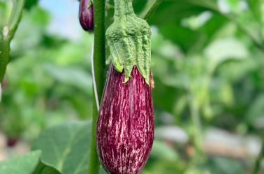 Picture of Aubergine Graffiti - Local (1 aubergine)