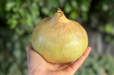 Audley End Extra Large Onions Picture of Audley End Extra Large Onions