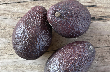 Picture of Avocado Lamb Hass (1 avocado - big)