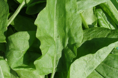 Picture of Baby Leaf Spinach 200g