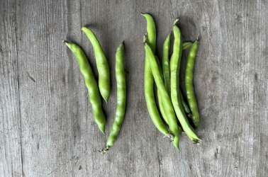 Picture of Broad Beans