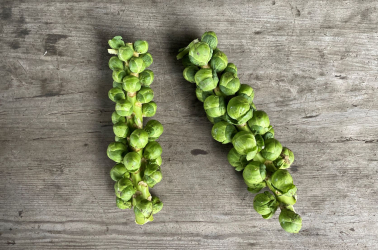 Picture of Brussels Sprout stalk - red