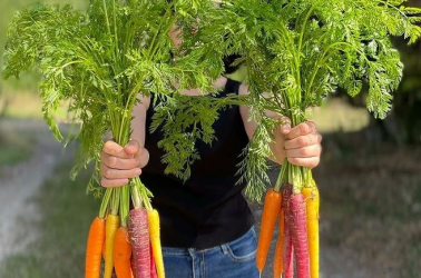 Picture of Bunched rainbow carrots (500g+)