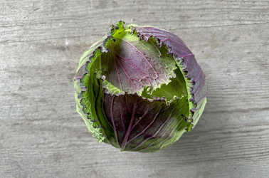 Picture of Cabbage - January King