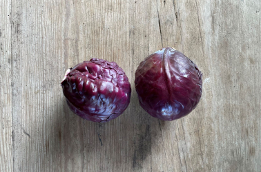 Picture of Cabbage Red