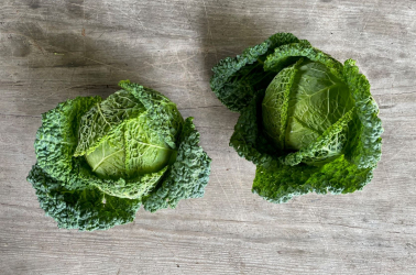 Cabbage (Savoy or January King) Picture of Cabbage (Savoy or January King)