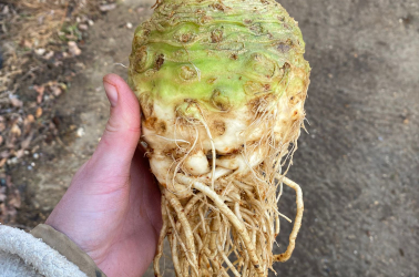 Picture of Celeriac - Local