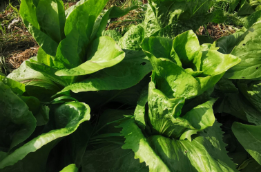 Picture of Chicory - Pain du Sucre or Castelfranco