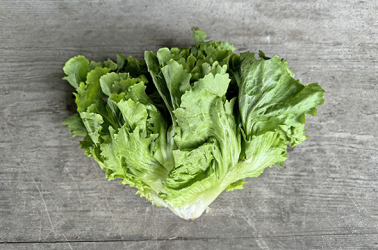 Picture of Chicory - Raddicio or endive lettuce (escarole)