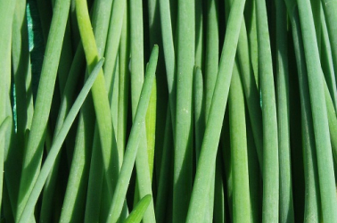 Picture of Chive plant (pot)
