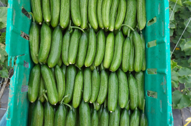Picture of Cucumber - Local 250g