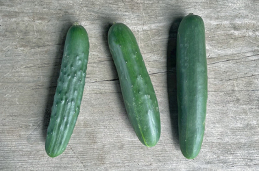 Picture of Cucumber - ridge