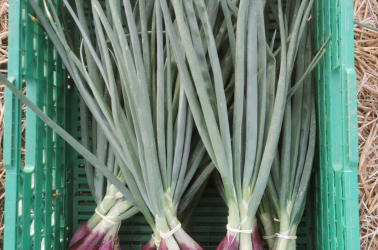 Picture of Florence red onions - bunched