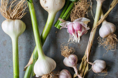 Picture of Fresh garlic - Local