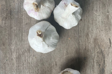 Picture of Garlic bulb