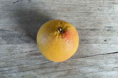 Picture of Grapefruit (small)