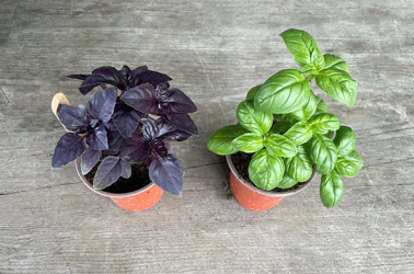 Greek Basil pot Picture of Greek Basil pot