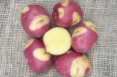 Picture of Heritage Potatoes (Celebration) from Audley End - 600g