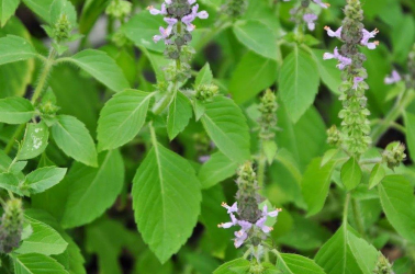 Picture of Holy Basil (50g bag)