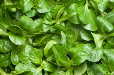 Lamb's lettuce 100g Picture of Lamb's lettuce 100g