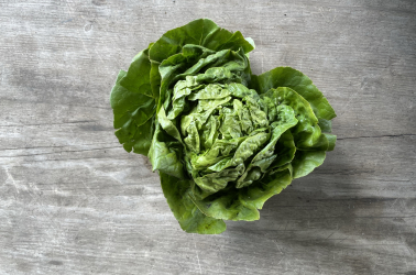 Picture of Lettuce - Cos