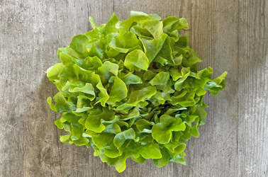 Picture of Lettuce - mixed varieties