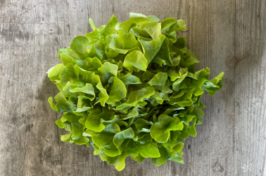 Picture of Lettuce - red Oakleaf