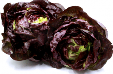 Picture of Lettuce - Rougette