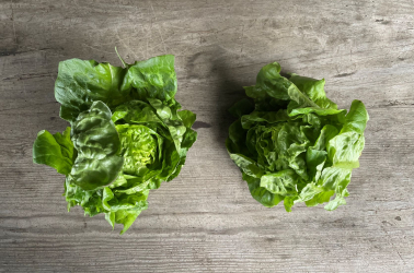 Picture of Lettuce - UK