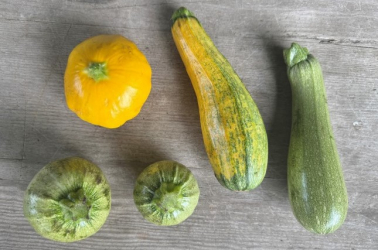 Picture of Local Summer Squash - 500g - from Waterland CSA