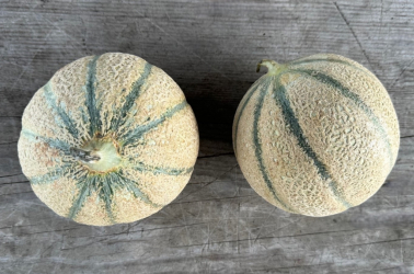 Picture of Melon Chanterais - nice and sweet!