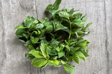 Picture of Mint plant