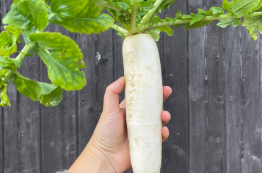 Picture of Mooli (winter radish) - large c.600g