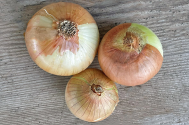 Picture of Onions - brown or red