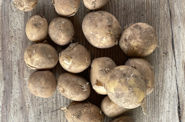 Picture of Potatoes NEW