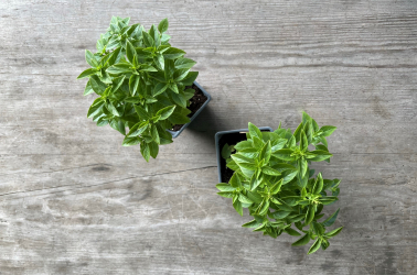 Picture of Potted Basil