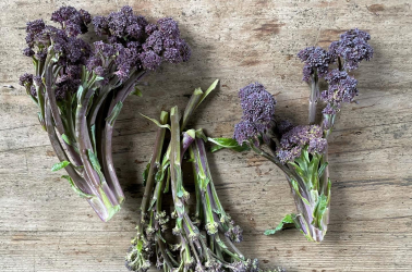 Picture of Purple Sprouting Broccoli