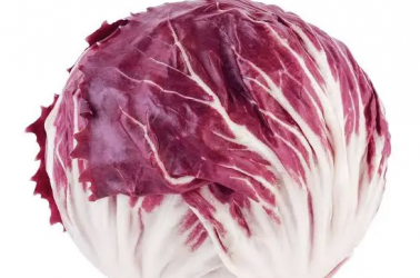 Radicchio lettuce Picture of Radicchio lettuce