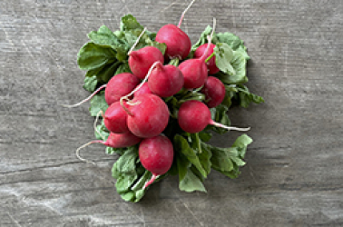 Picture of Radish bunch