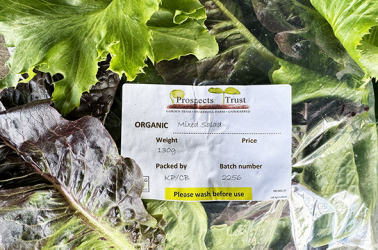 Picture of Salad Bag - Local (contains mustard leaves)