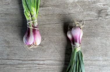 Picture of Salad onions bunched - Local 500g