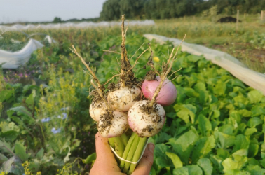 Picture of Salad Turnips - 500g Local