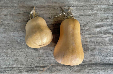 Squash Butternut - (800g-1.5kg) Picture of Squash Butternut - (800g-1.5kg)