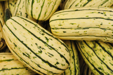 Squash Delicata Picture of Squash Delicata