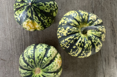 Squash Harlequin Picture of Squash Harlequin