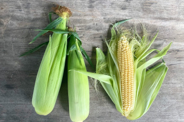 Picture of Sweetcorn cob
