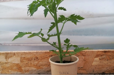 Picture of Tomato plant - Black Cherry (locally grown)