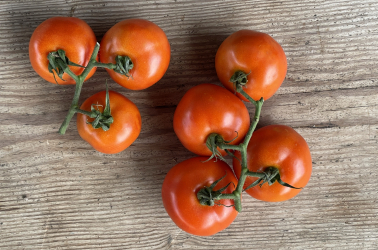 Picture of Tomatoes - vine or salad