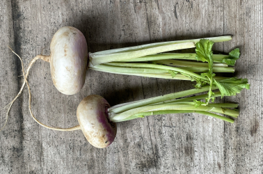 Picture of Turnip - purple topped (new season)